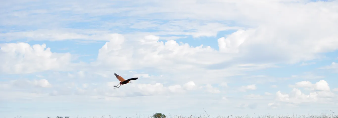 Bird flying on marsh